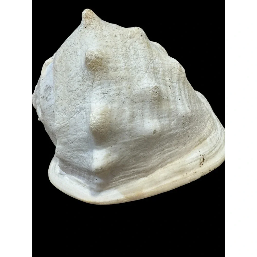 Horned CASSIS Cornuta Helmet Shell Long Lbs Large Conch